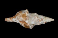 藏品(赤旋螺)的圖片